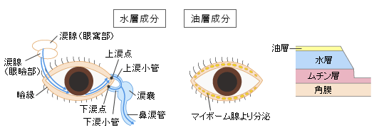 涙液の構造