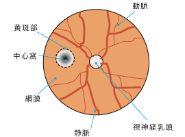 眼球断面図