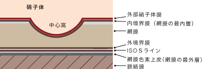 網膜断面図