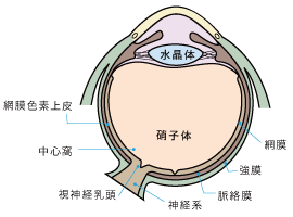 眼球断面