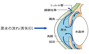 房水の流れ