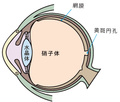 断面図