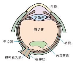 ＜断面図＞