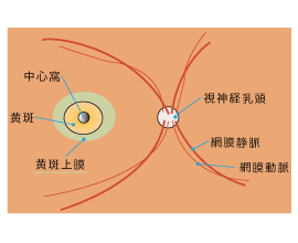 <正面図>
